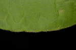 Plumleaf azalea